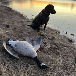 Meet your Posher, Nash